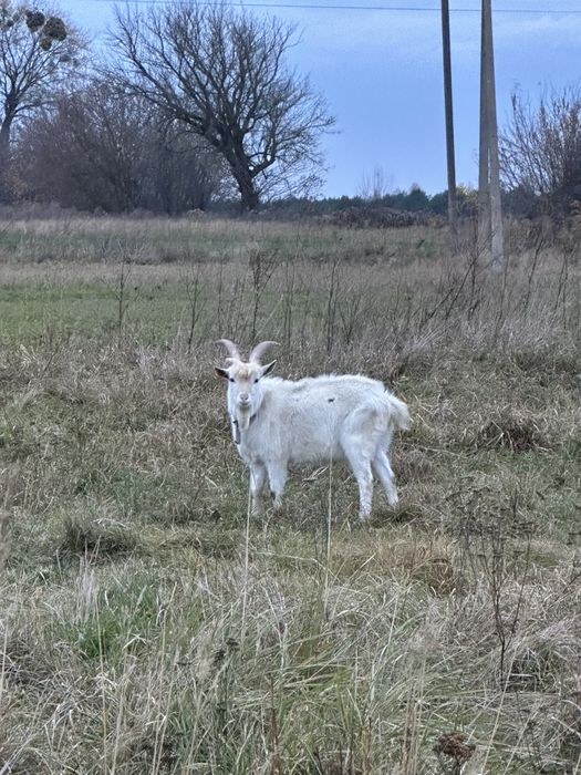 Продам козла молодого