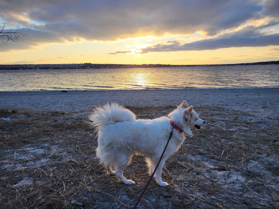 Маленький песик шукае добрі руки