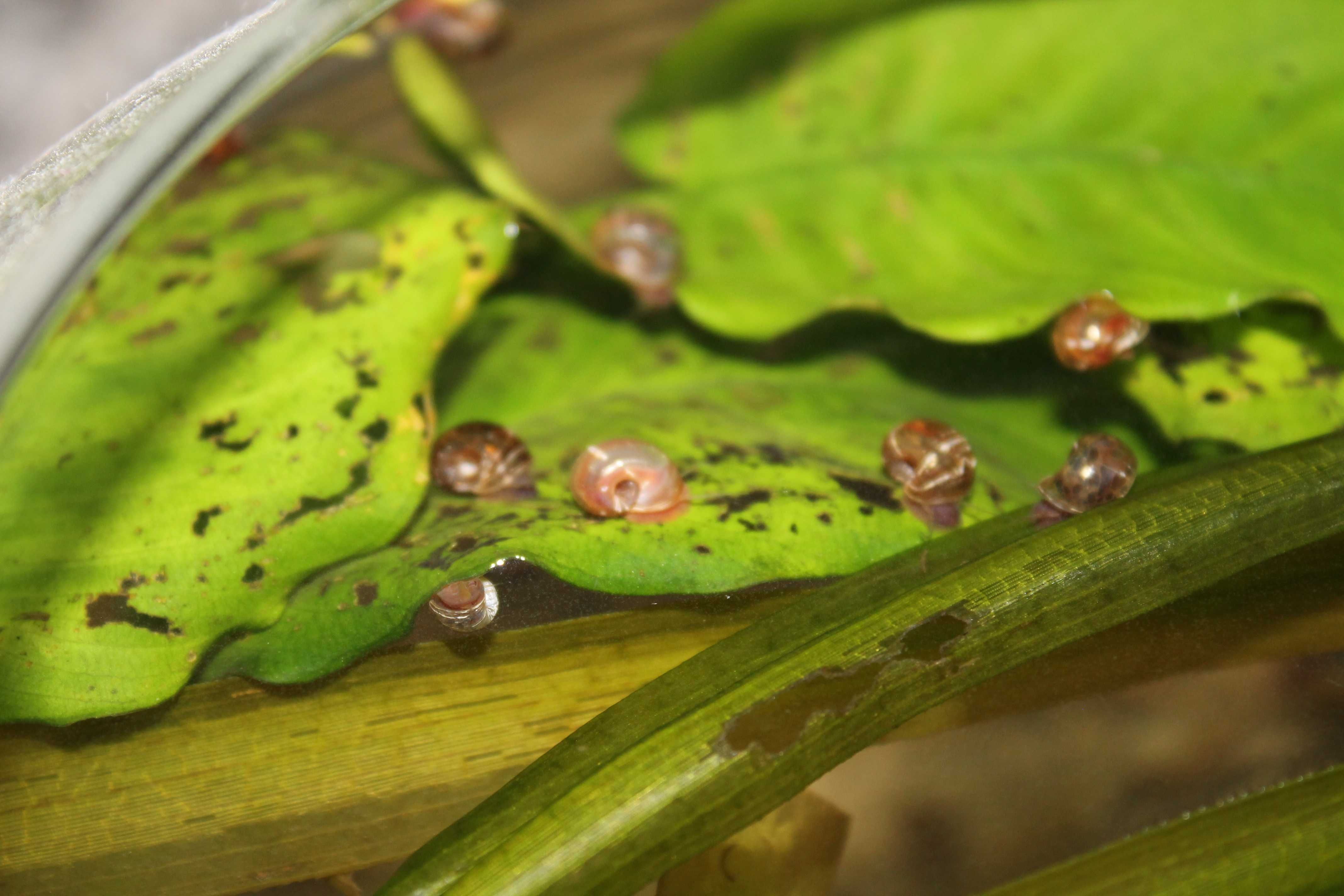 Planorbis Corneus var. castanho (caracóis aquáticos)