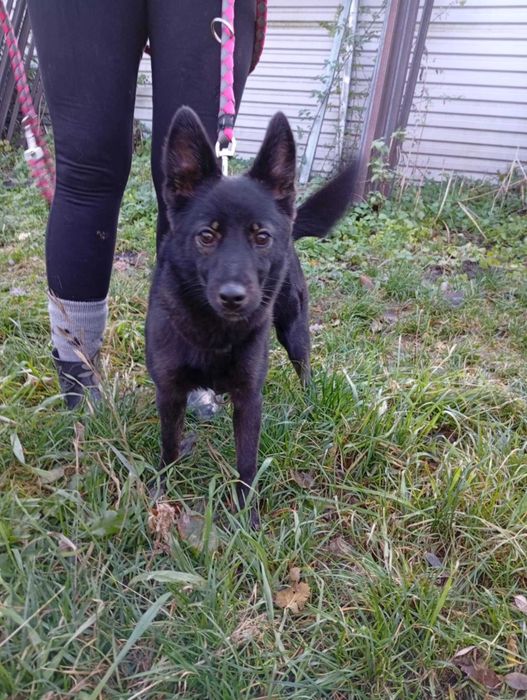 Mała i bardzo kochana suczka do adopcji.