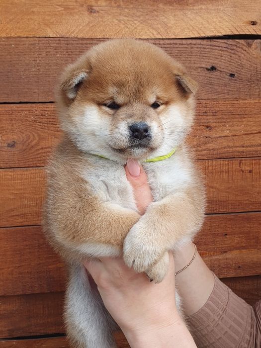 Шиба іну, shiba, сиба цуценят з міжнародного розплідника