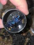 Dendrobates tinctorius Azureus Drzewołazy żabki tropikalne
