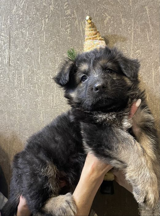 Щенки немецкой овчарки