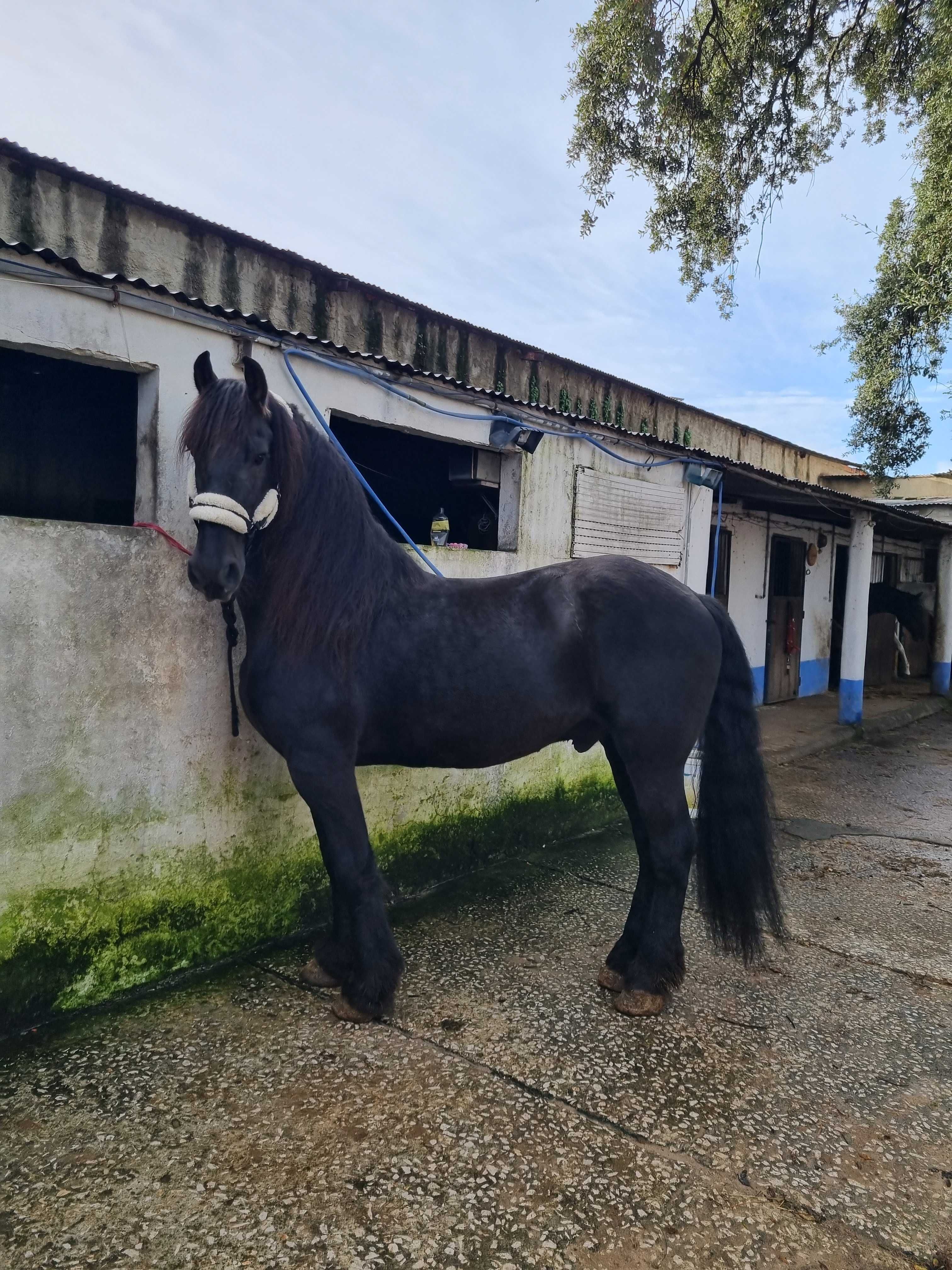 Lindo Cavalo Friesian