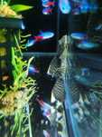 Zbrojnik Ancistrus Weloniasty - Tina Zoo Gliwice Jasna