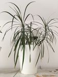 Kwiaty doniczkowe palma dracena i benjaminek