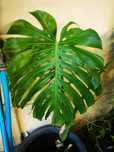 Monstera deliciosa – Planta com 2 folhas (50 cm)