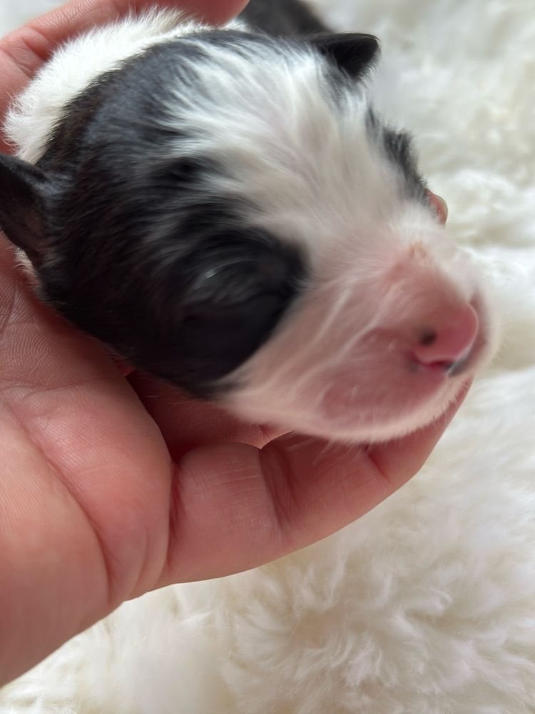 Cudny piesek border collie ZKwP FCI po MŁ.CHPL