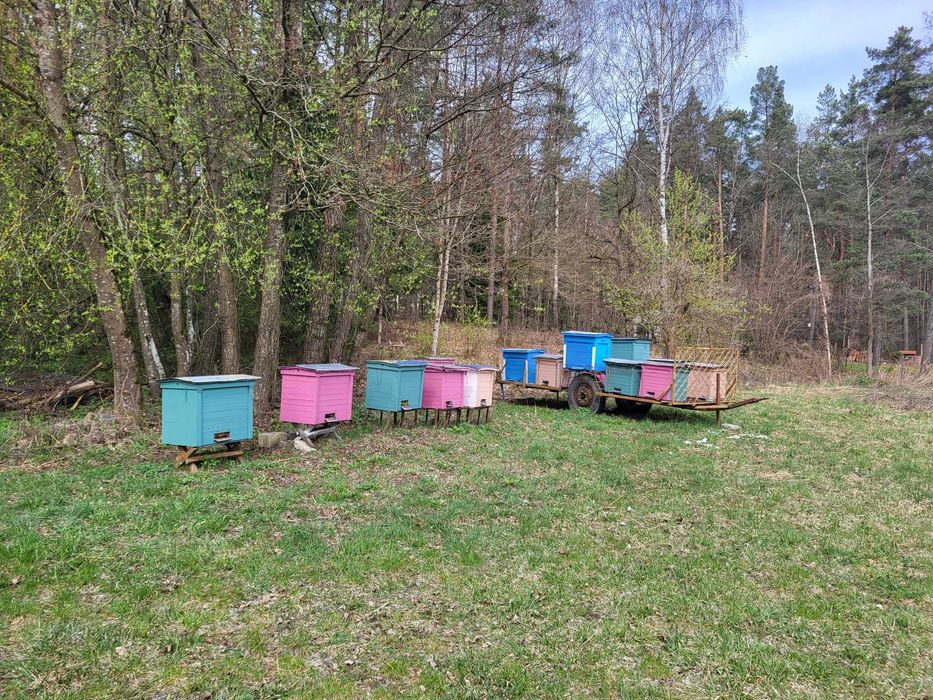 Sprzedam ule - warszawskie poszerzane (amerykany)