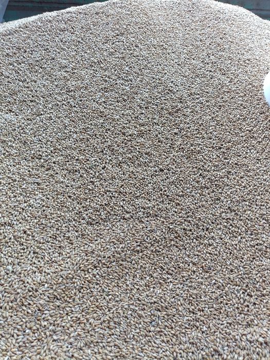 Pszenżyto ozime 2025