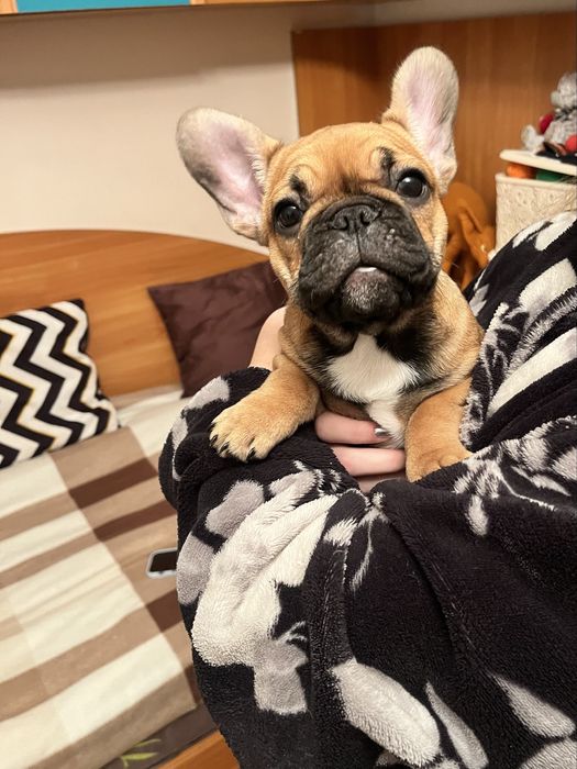 Цуценята французького бульдога!