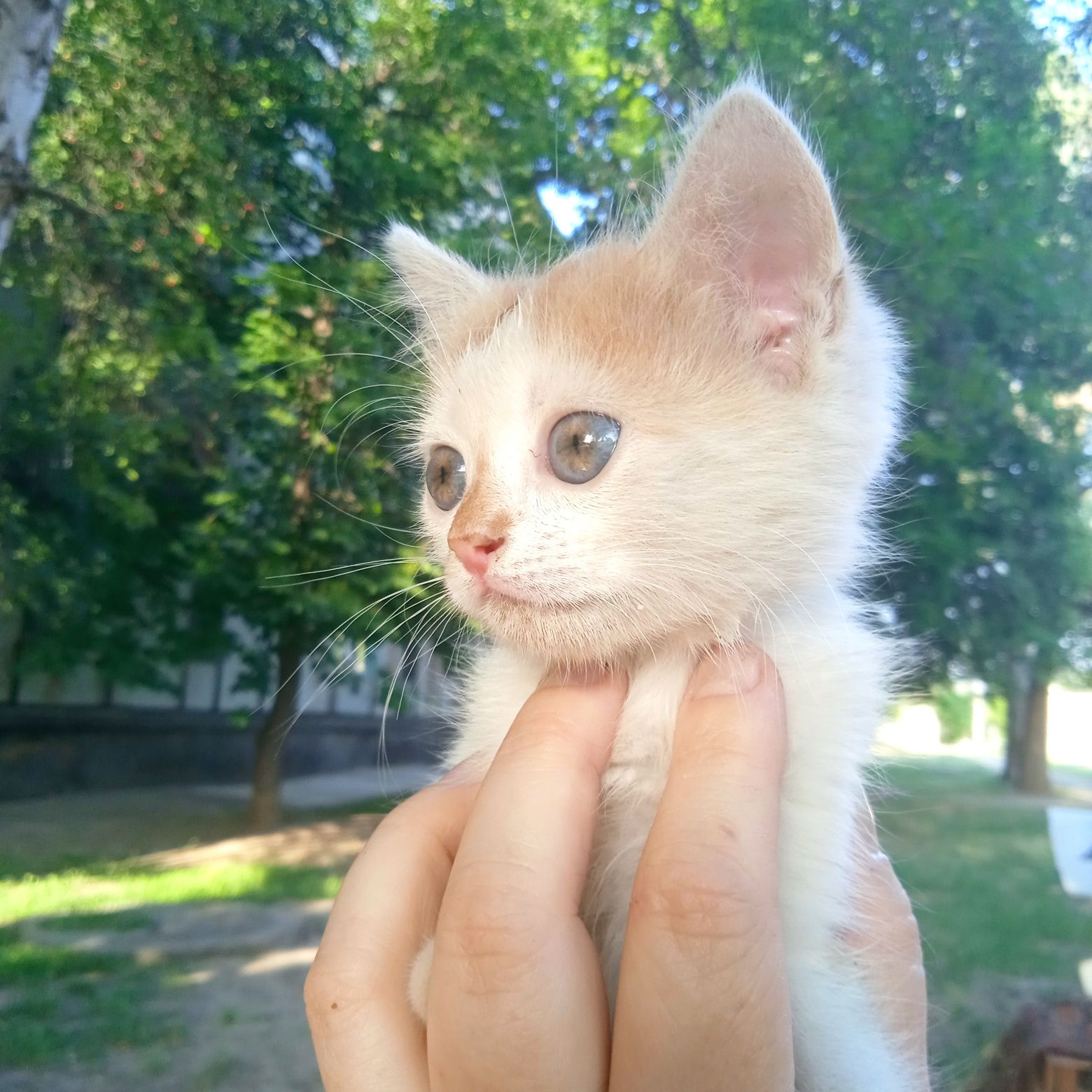 Одам в хорошие руки котенка
