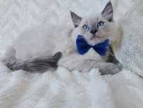 Kocięta Ragdoll gotowe do odbioru