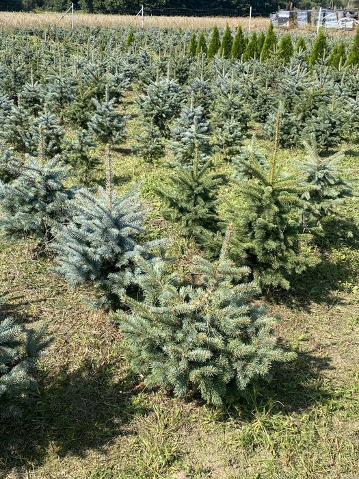 Świerk srebrny jodła koreańska Nasielsk 05 190