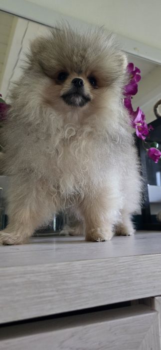 Suczka pies  pomeranian