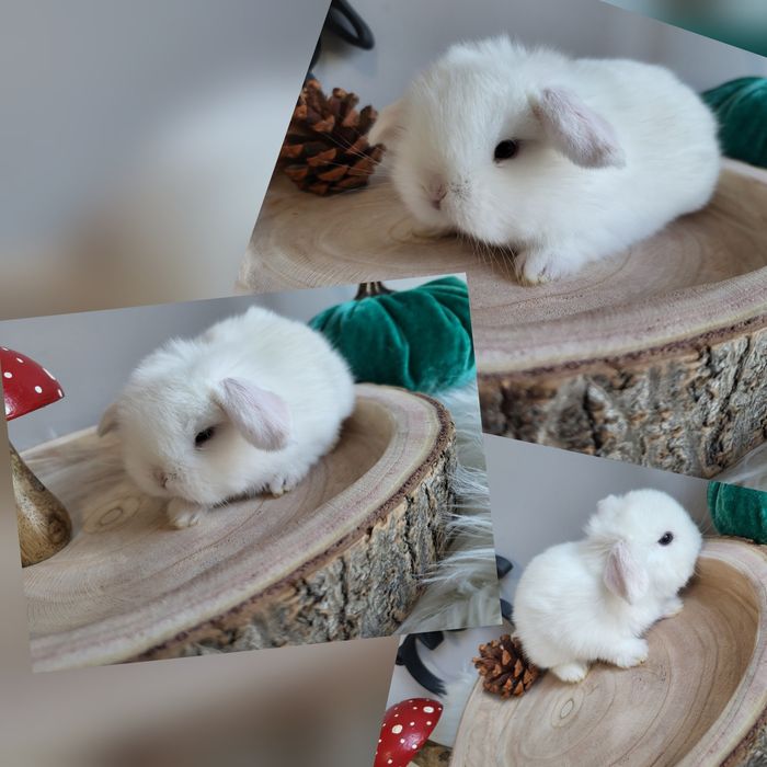 Króliczki Mini Lop WYPRAWKA miniaturki karzełki małe baranki hodowla