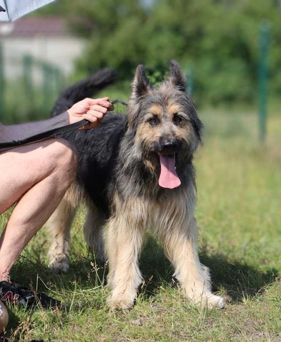 duży, młody, przyjazny dla ludzi pies czeka na dom