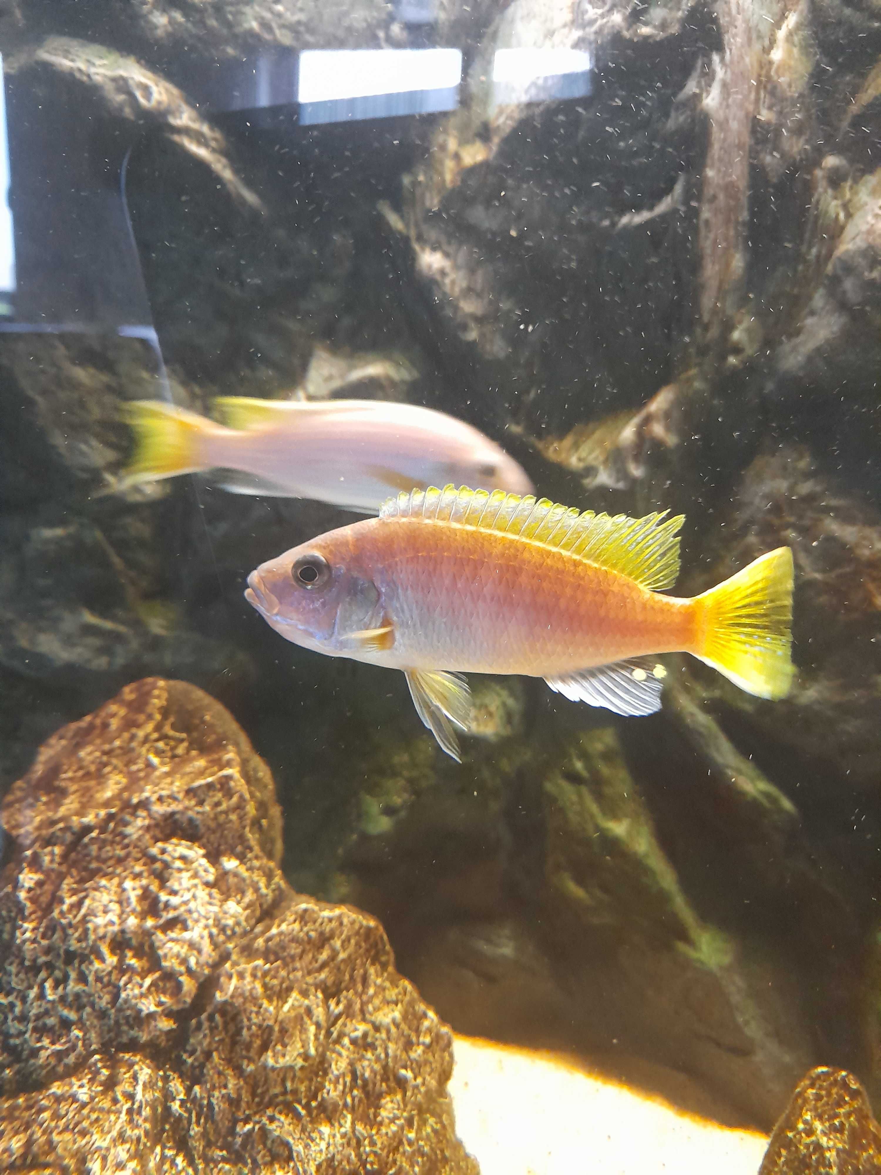Pyszczaki Pseudotropheus Acei Luwala