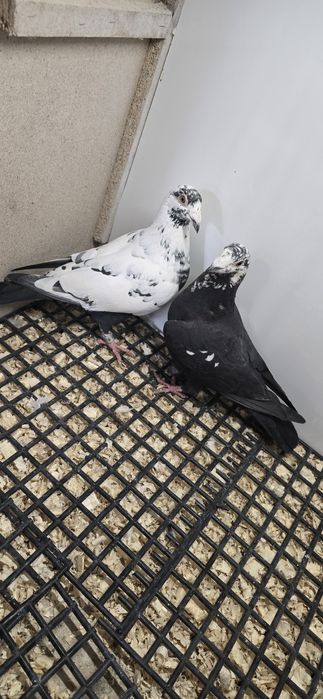 Gołębie pocztowe tygrys