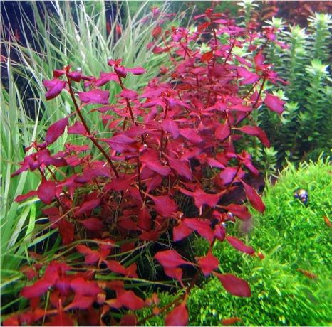 PIĘKNOTA Ludwigia sp. Super Red roślina z hodowli wodnej