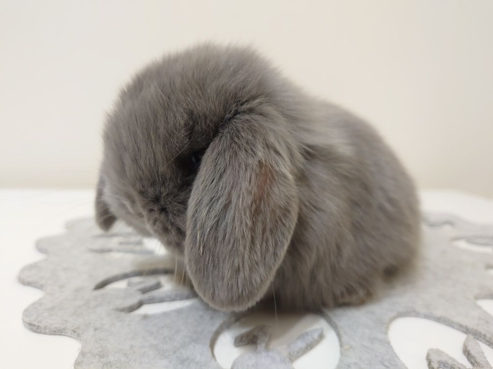 Królik Mini -Lop