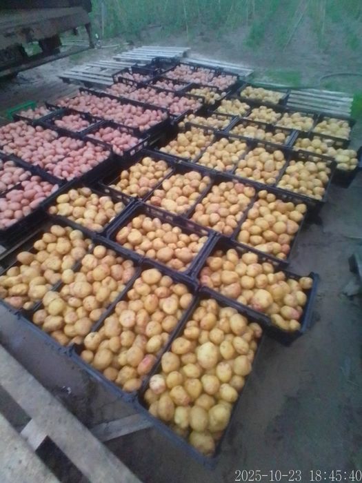 Batatas Picasso (Olho de Perdiz)