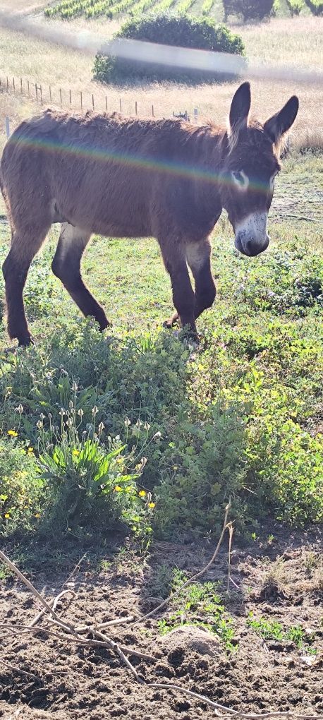 Burro mirandês vendo ou troco