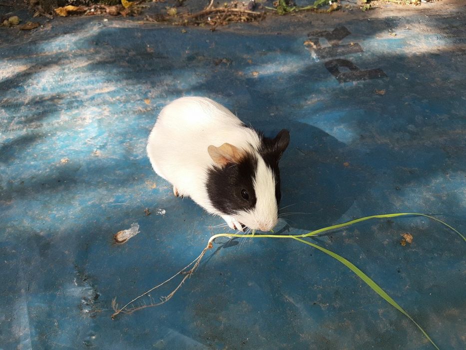 Морские свинки))