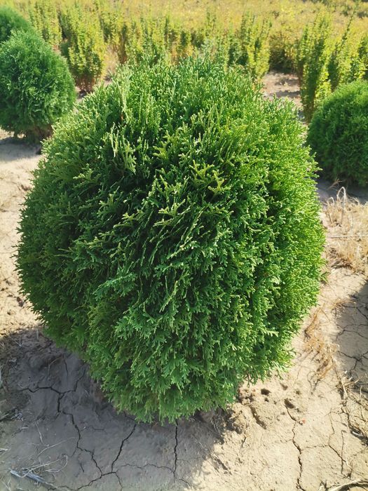 Вічнозелені шаровидні туї