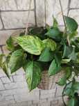 Epipremnum Marble Queen bardzo Gęsta