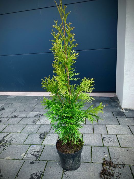 Tuja thuja szmaragd doniczki 90/100cm. 10zł szt polecam
