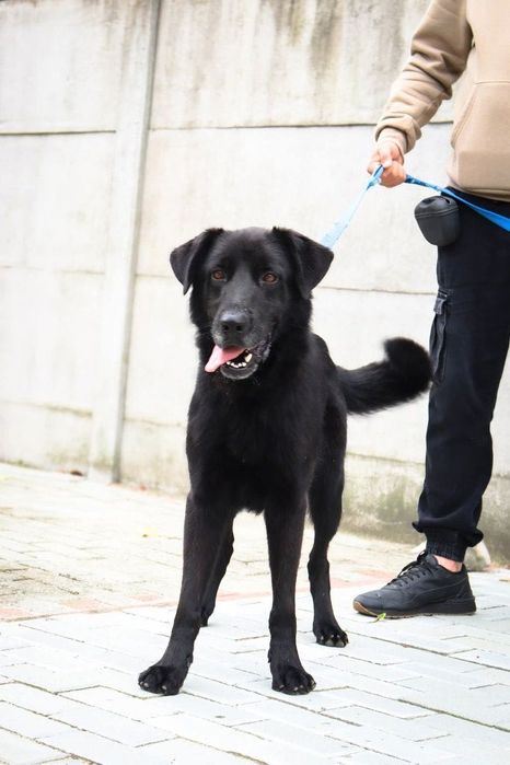 Duży pies do adopcji, Olaf