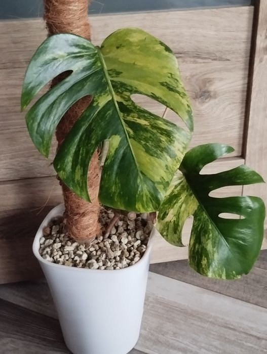 Monstera marmorata