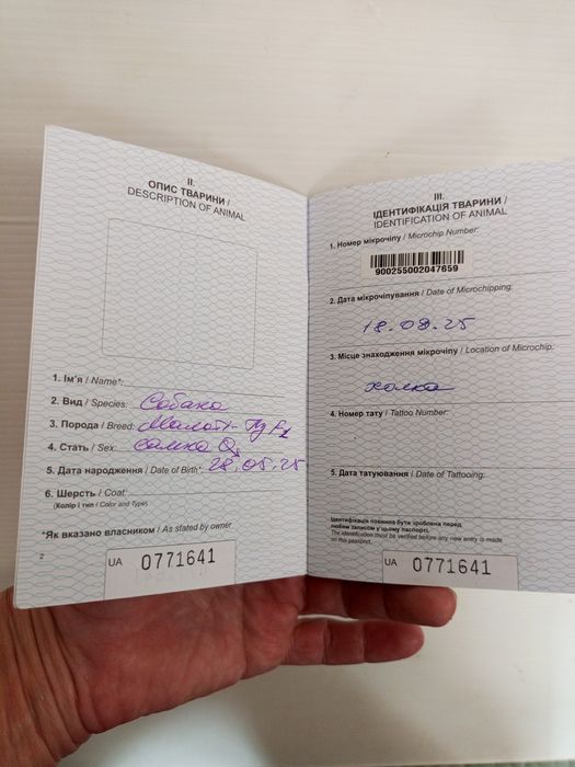 F1,міні-манюня Міранда