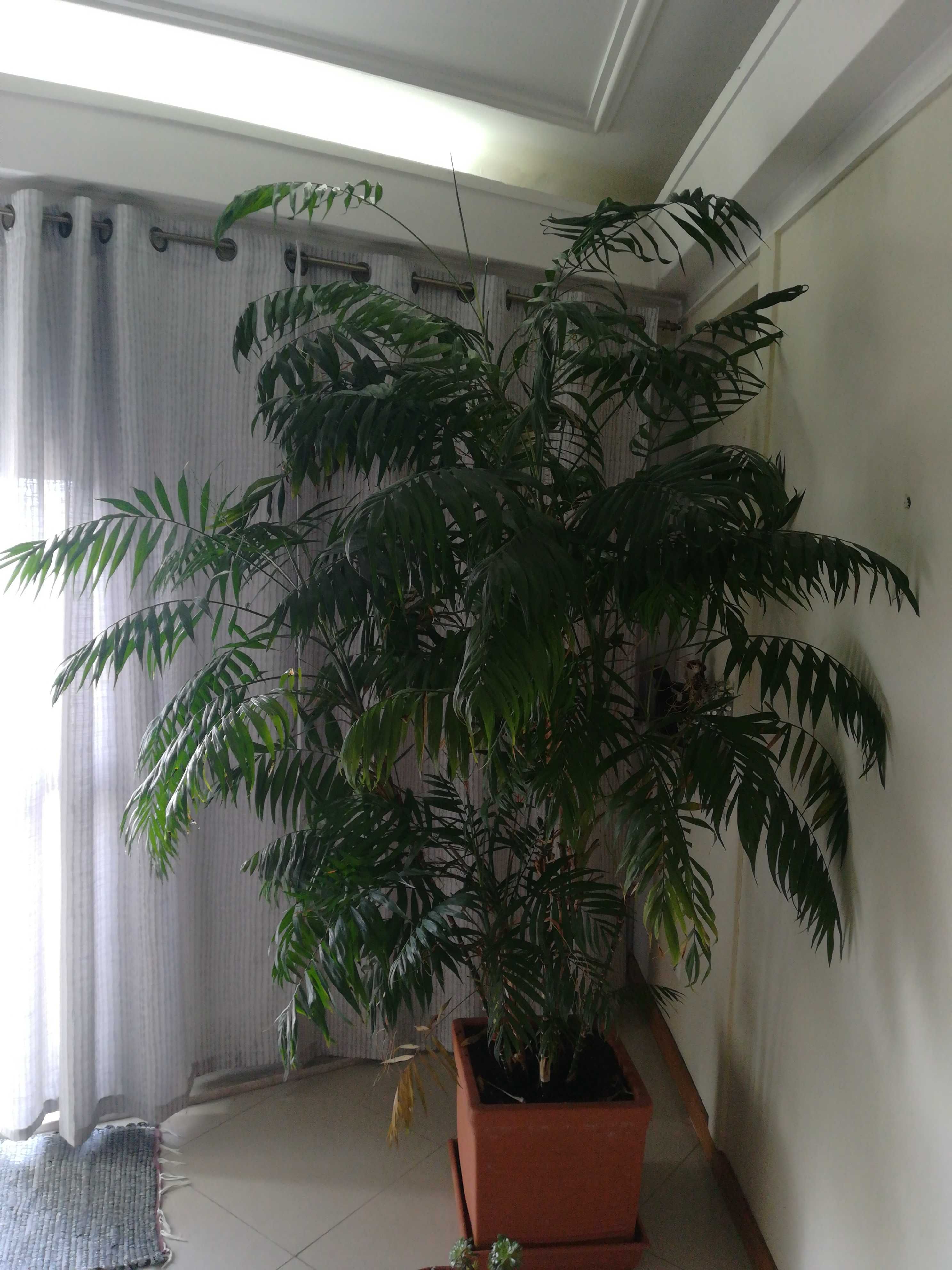 Palmeira lindíssima de interior