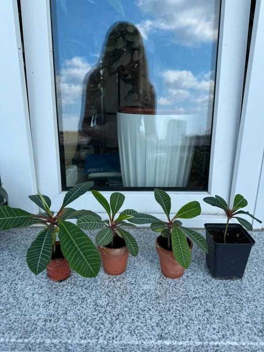 Benjamin madagaskarski, Wilczomlecz białounerwiony, sadzonki