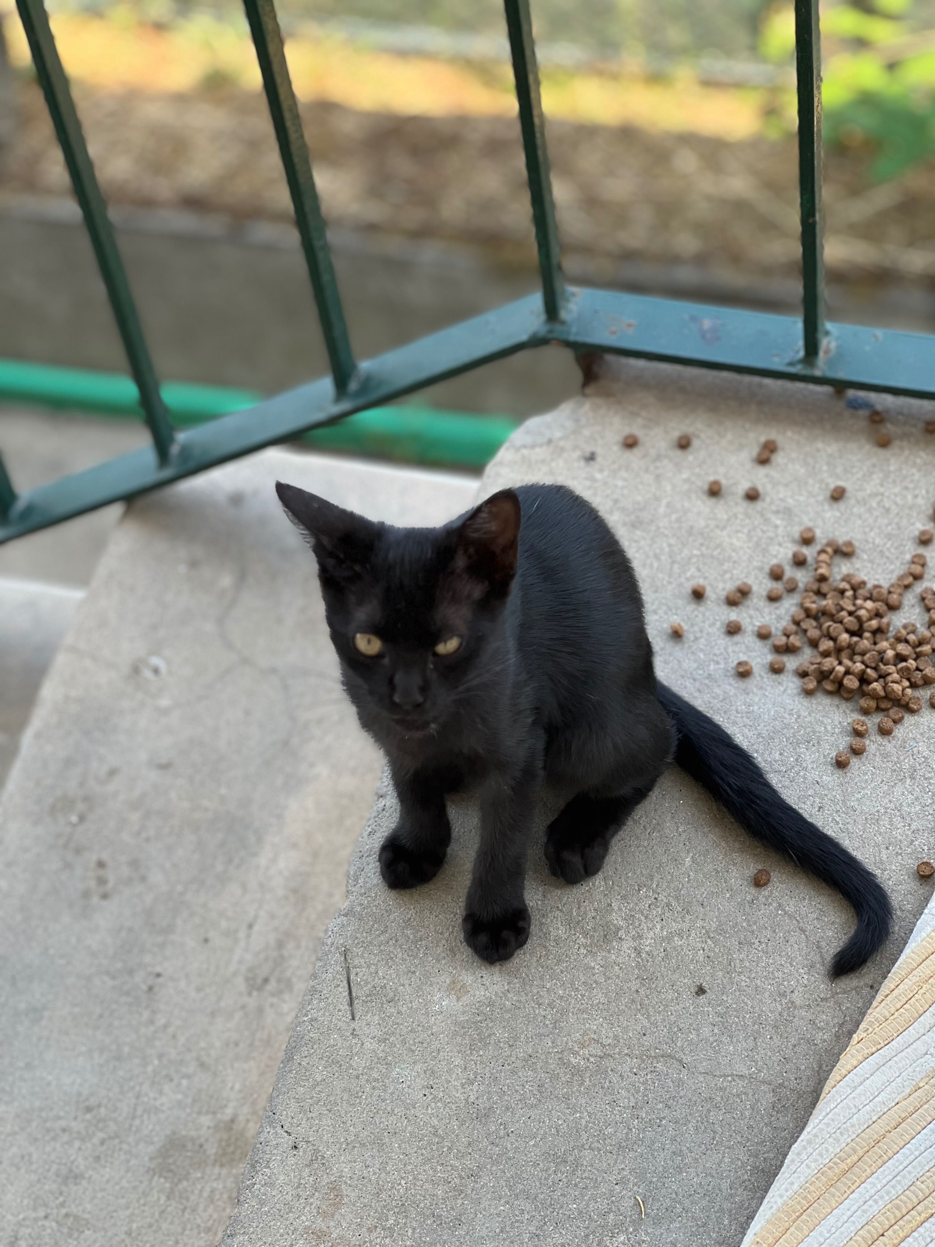 Gatinhos para adoção