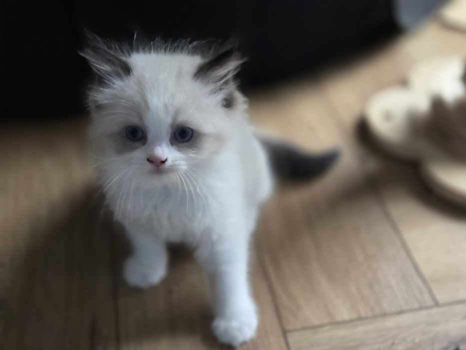 Kotka RAGDOLL z rodowodem FPL