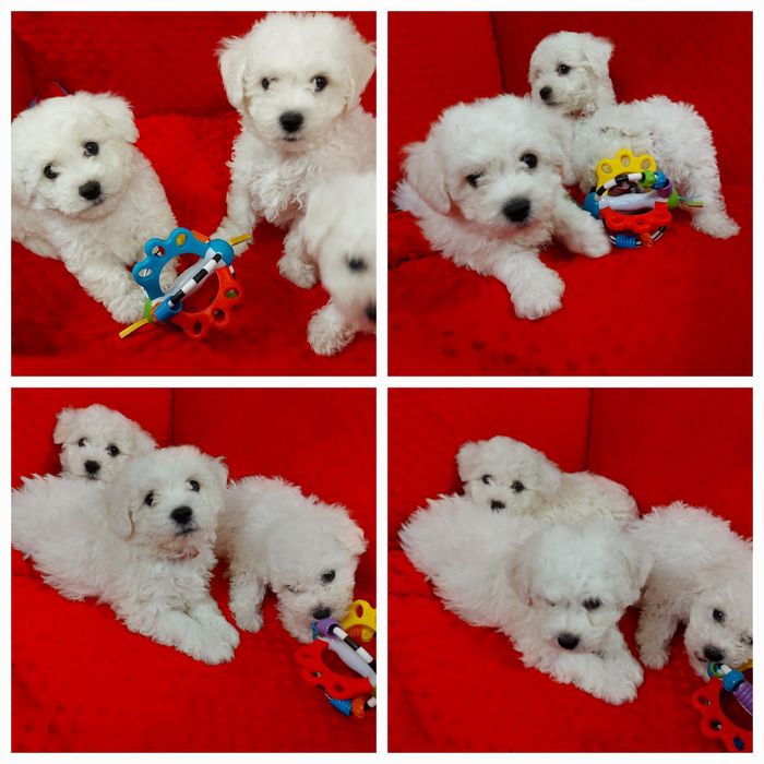 Bichon frise suczka z  rodowodem po Championach