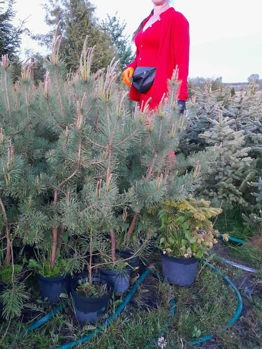 Sosna Pinus sylvestris w donicy 5 letnia do 120cm