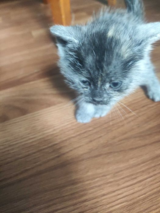 Віддам котят безплатно