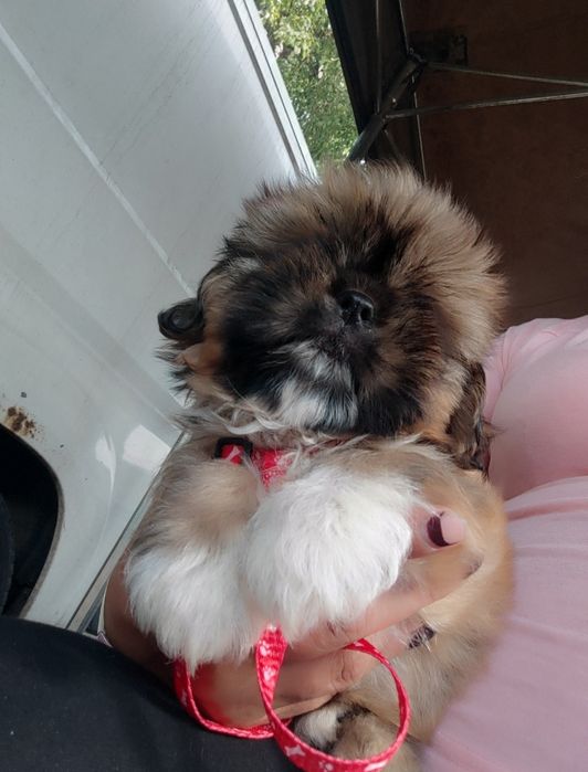Shih tzu gotowa do odbioru