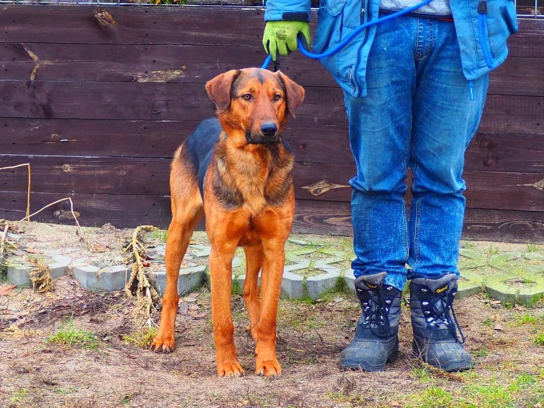 WACEK cudowny ładowny psiak kochający ludzi BŁAGA o wspaniały domek