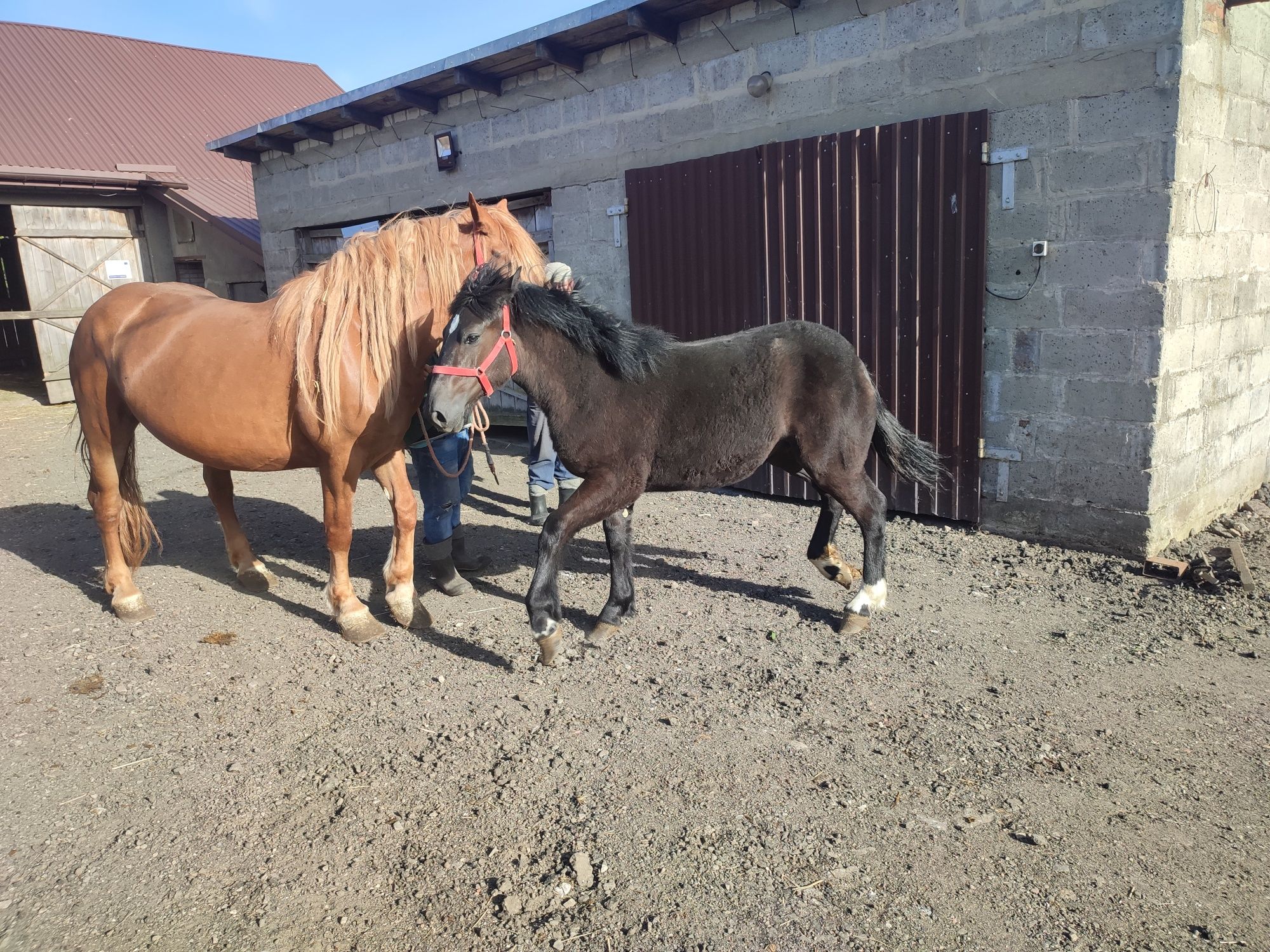 Źrebica zimnokrwista 8miesiecy