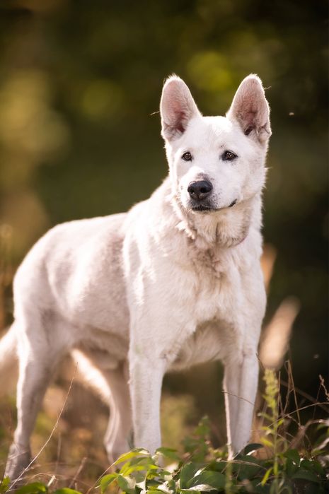Przepiękny Dasti pilnie potrzebuje domu! Nie radzi sobie w mieszkaniu