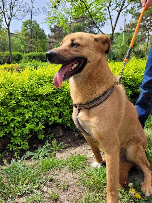 Отдам даром в добрые руки собаку метис овчарки