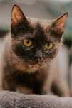 Szylkretka Szyszka do adopcji jako jedynaczka