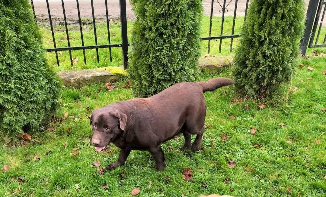 Labrador retriever