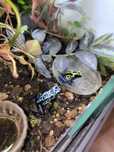 Dendrobates tinctorius Sipaliwini green blue dorosłe drzewołazy