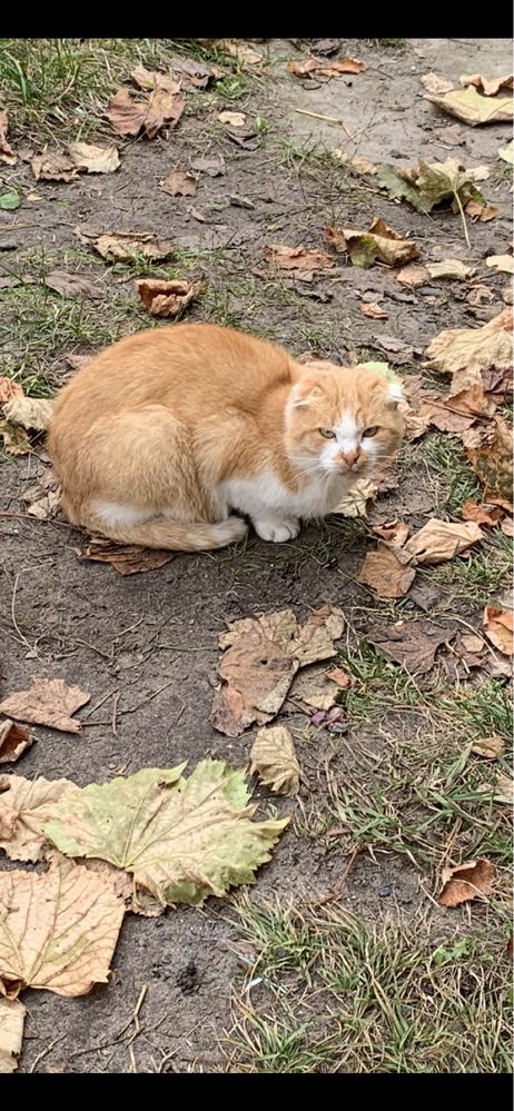 шукає домівку котик